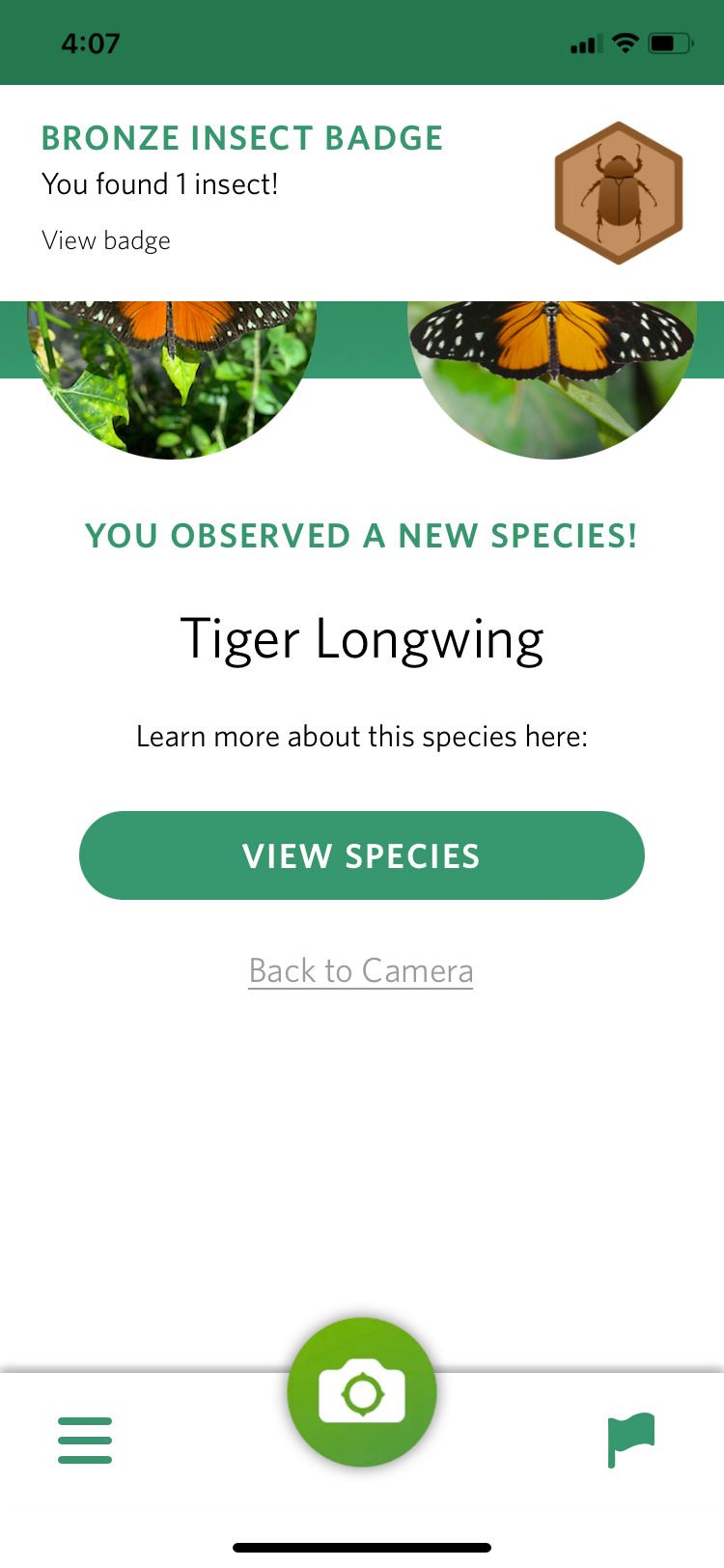 Seek by iNaturalist Tiger Longwing